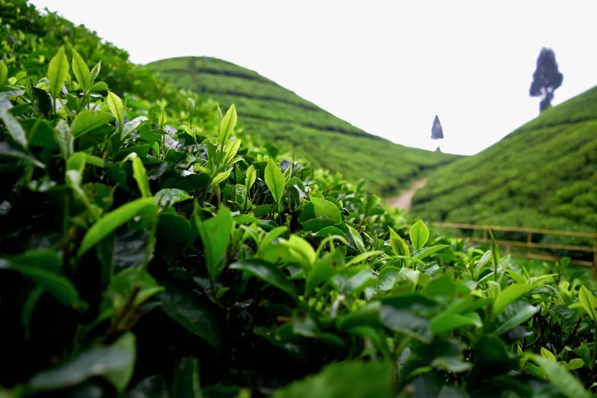 Darjeeling Takdah Packages | Tea Garden & Village Experience | 4 Nights 5 Days