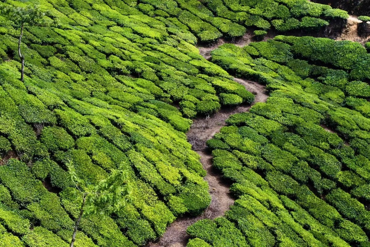 Wonderful Kerala Tourist Package | 7 Nights 8 Days Mountain Coast Adventure