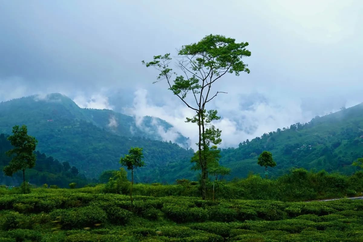 Enchanting Darjeeling Offbeat | 3 Nights 4 Days Kurseong Heritage Explorer