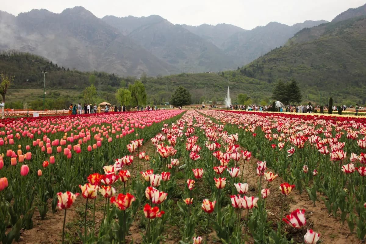 Exclusive Kashmir Packages | 5 Days Complete Experience | 4 Nights 5 Days