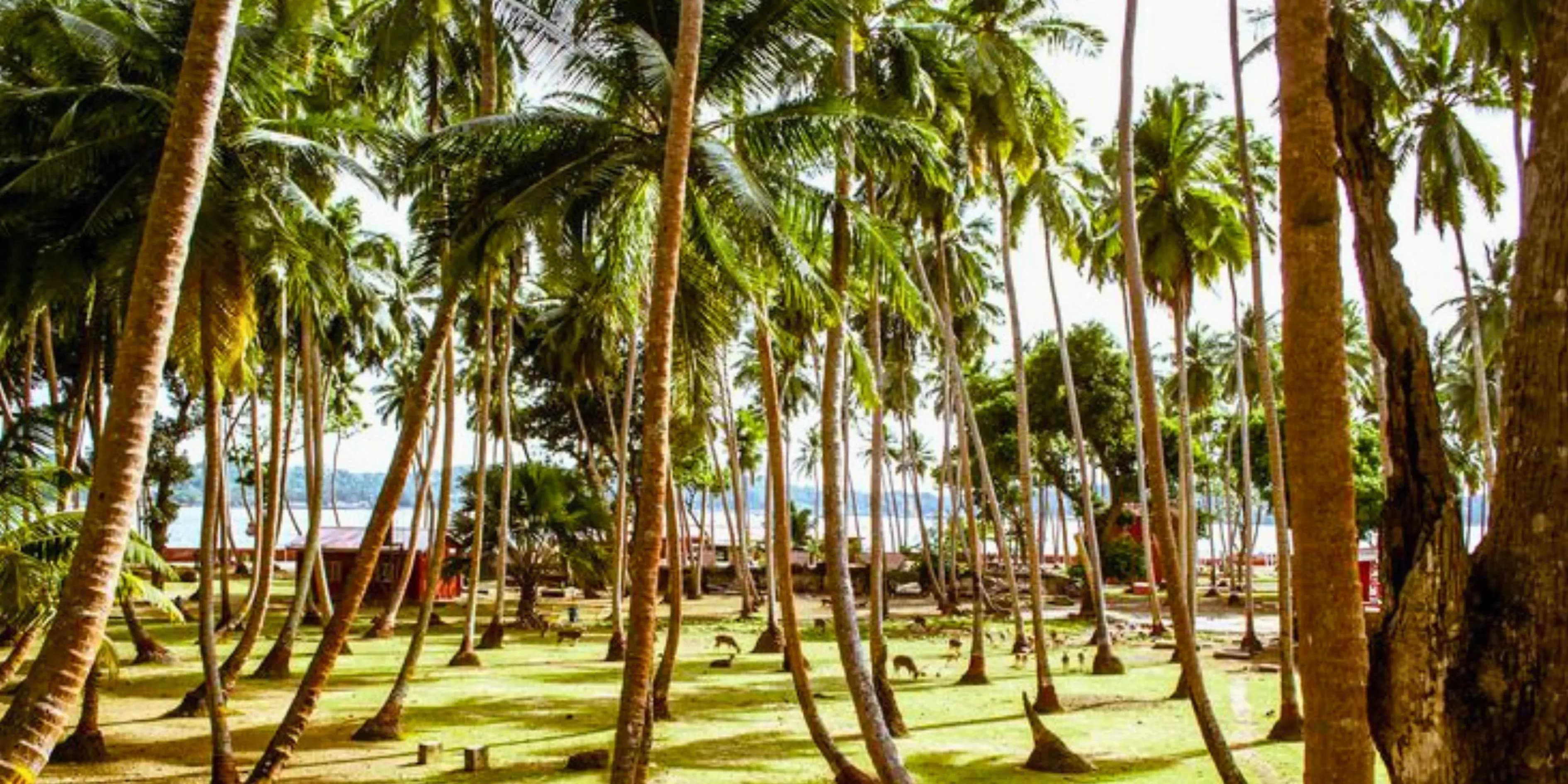 6 Day Plunge Andaman Scuba Diving Package | Vivid