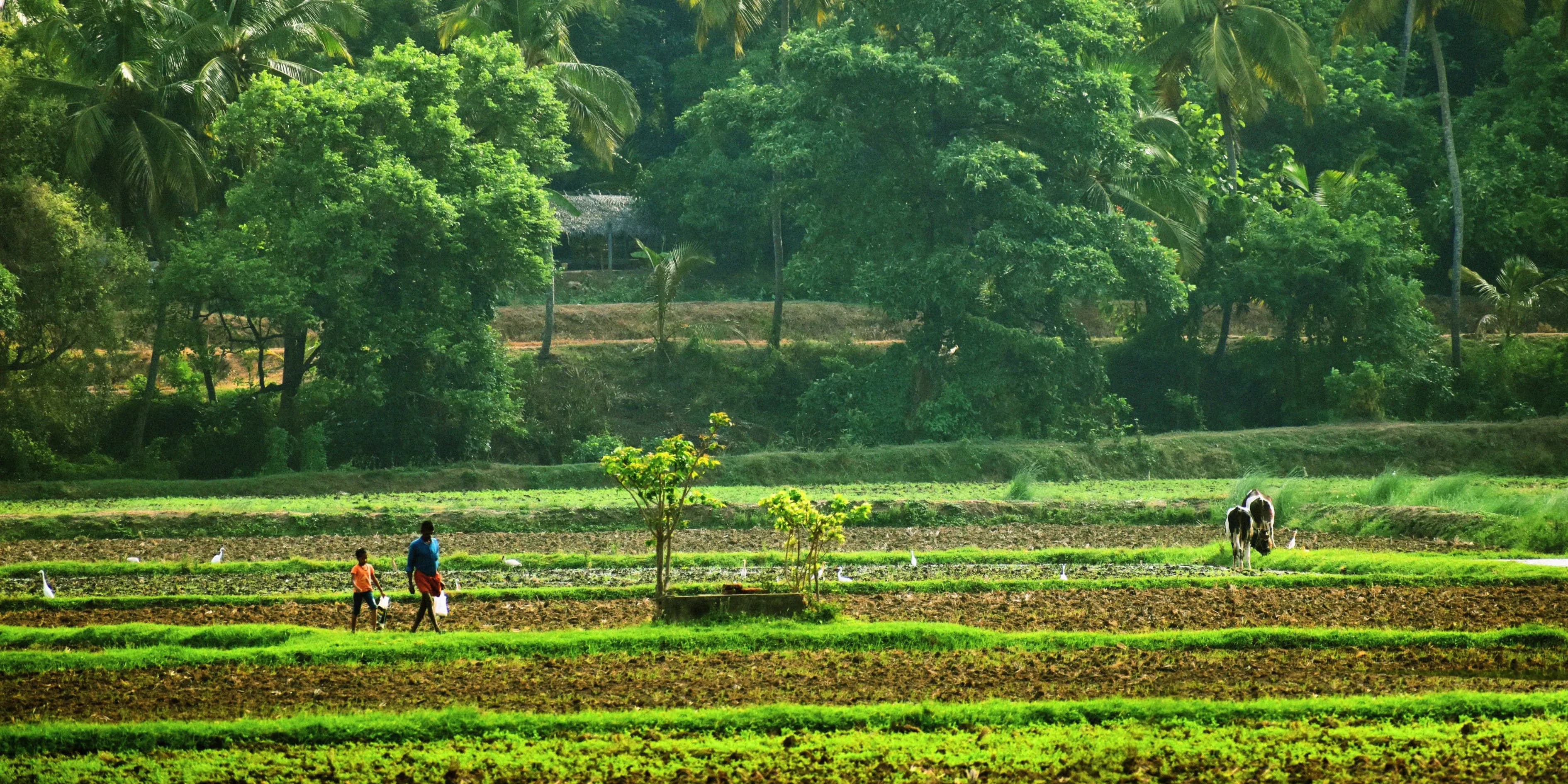 6 Days Kerala Holiday Package From Bangalore 2027 | North