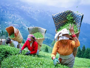 Darjeeling