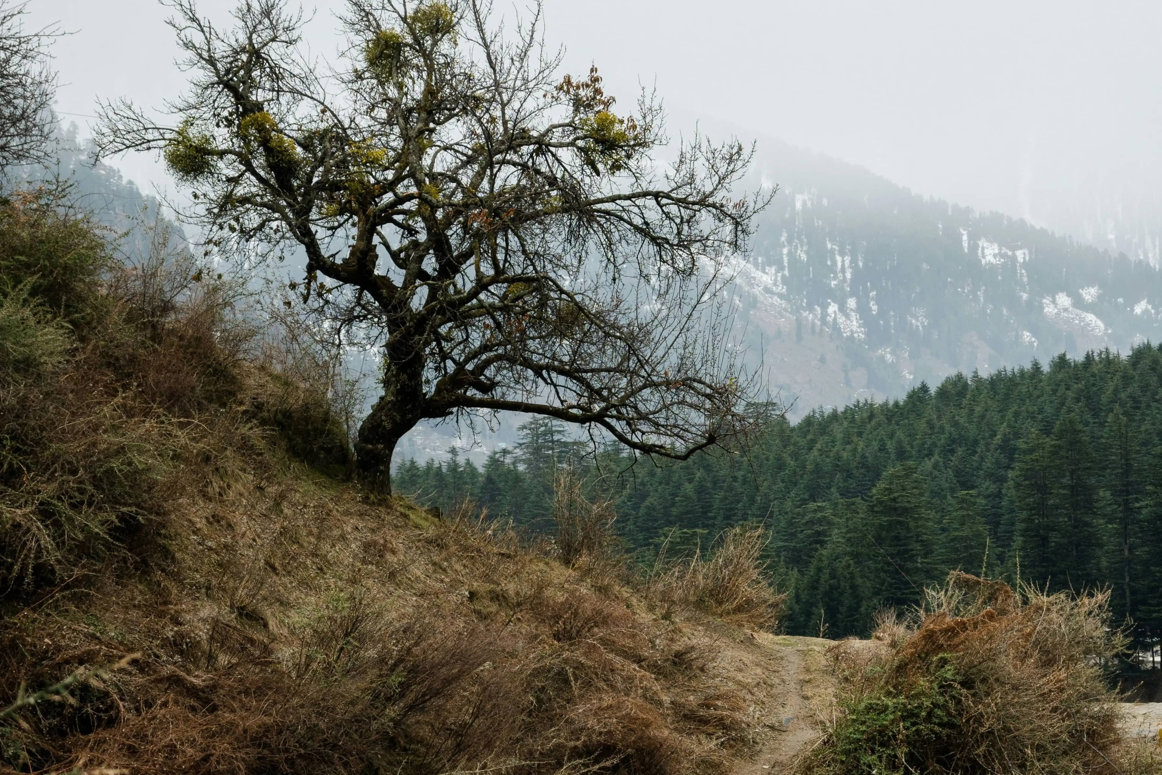 Indrahar Pass Trek Package from McLeodganj