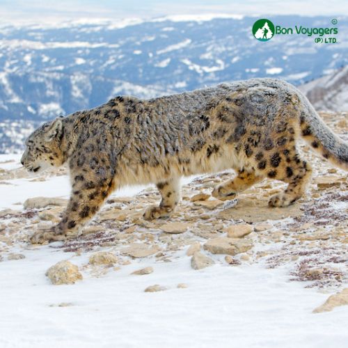 BON VOYAGERS Snow Leopard in Ladakh