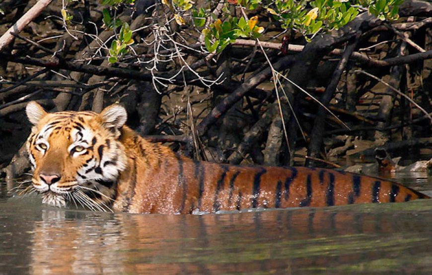 The Sundarban Nature tour