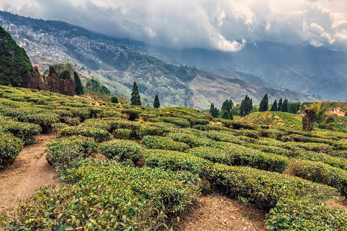 Darjeeling Mirik Packages