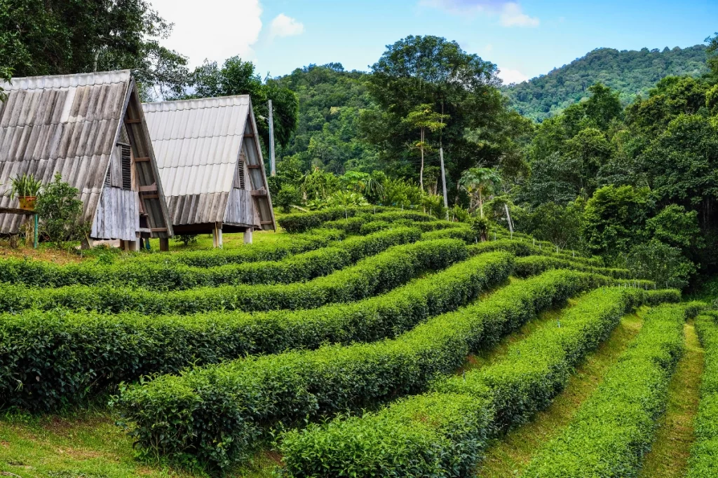Darjeeling Tabokashi village tour remote forest wilderness retreat