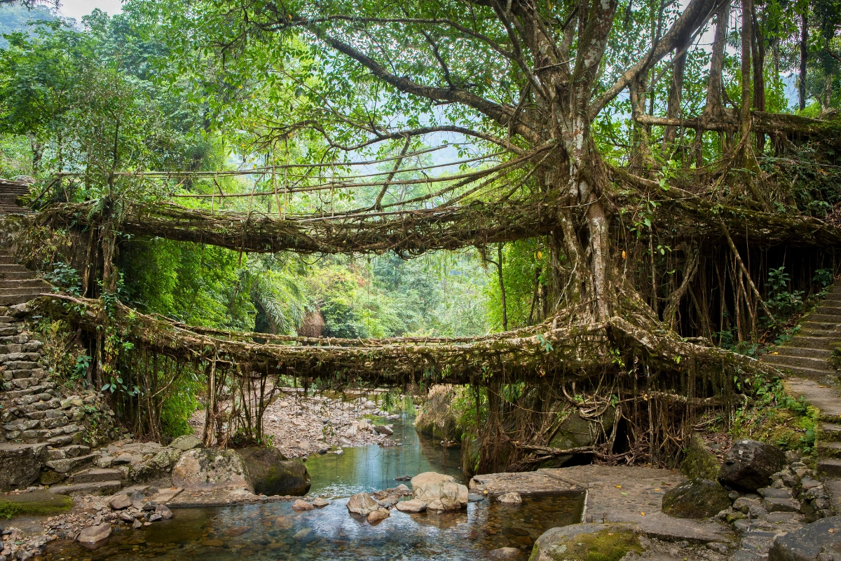 Meghalaya trip package featuring waterfalls living root bridges and hill station experiences