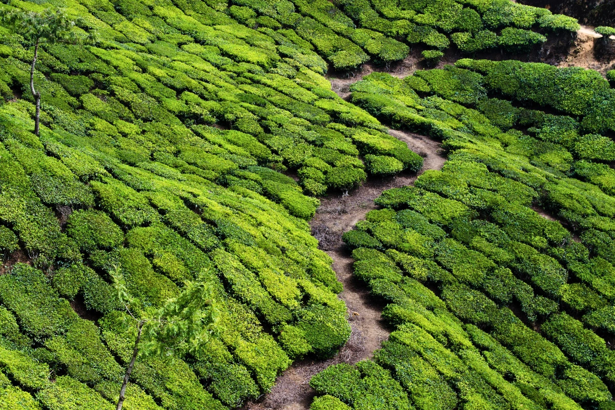 Kerala tourist package featuring mountain coast adventure tea plantations and beaches