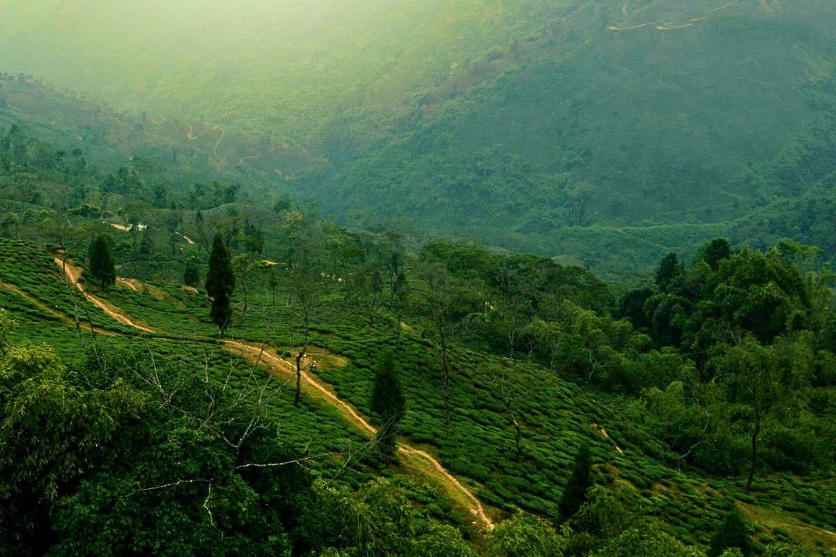 Darjeeling homestay featuring Simana village accommodation, Lepchajagat forest trails, Gopaldhara tea gardens, mountain sunrise views