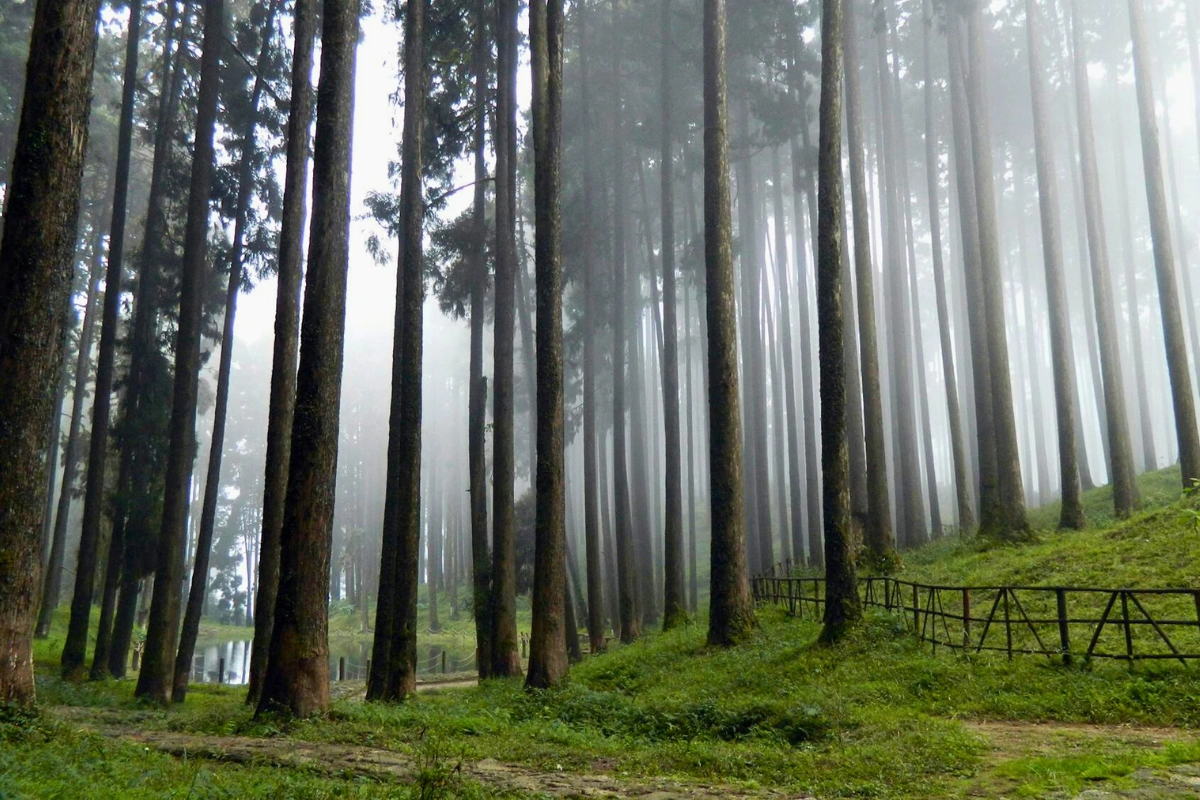 Village homestay north bengal showing Bijanbari settlement, Rangit River valley, tea gardens, traditional mountain homes
