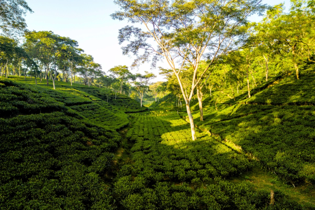 Village homestay north bengal featuring Tabakoshi riverside, Rangbhang River, Lepchajagat forests, Gopaldhara tea estate, traditional village life